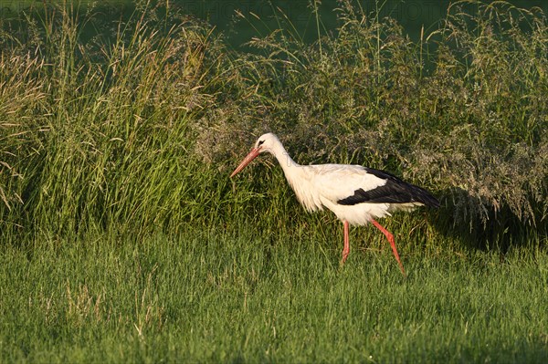 White Stork