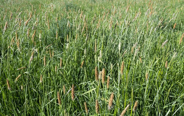 Meadow foxtail