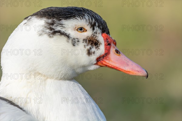 Portrait of a muscovy duck sitting by a canal in spring. Alsace