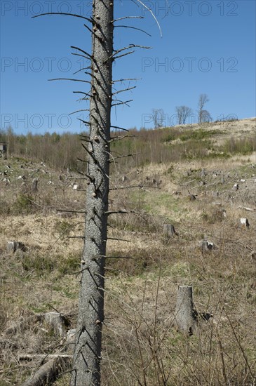 The picture shows a deforested area in the Sauerland. You can see tree stumps. In the foreground is a dead spruce