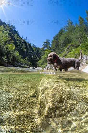 Lagotto Romagnolo outdoor