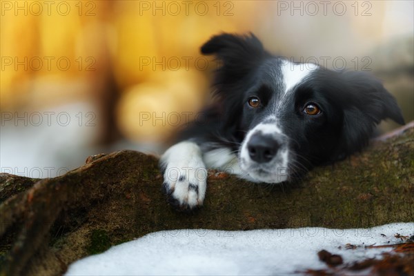 A Border Collie dog poses and shows various tricks in a somewhat wintery setting. Little snow