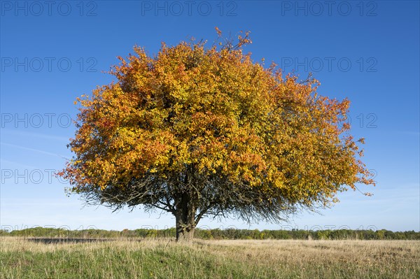 European pear