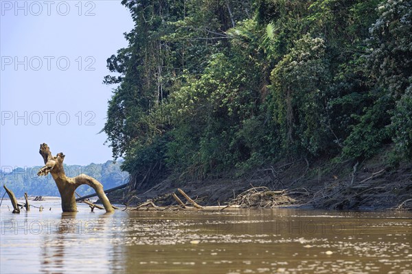 Amazon Tropical rain Forest