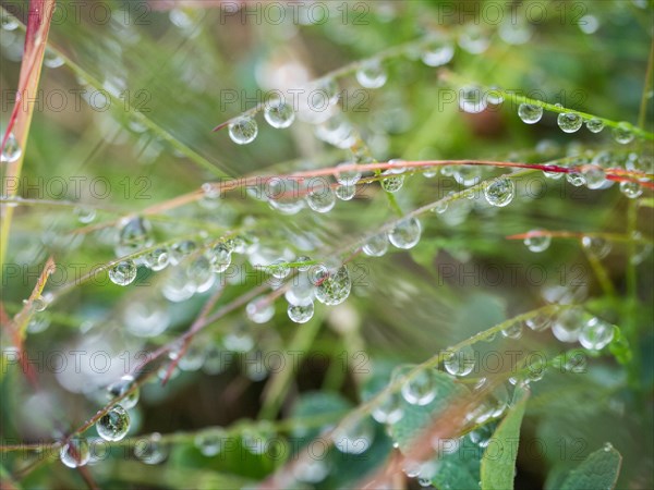 Raindrops on blades of grass