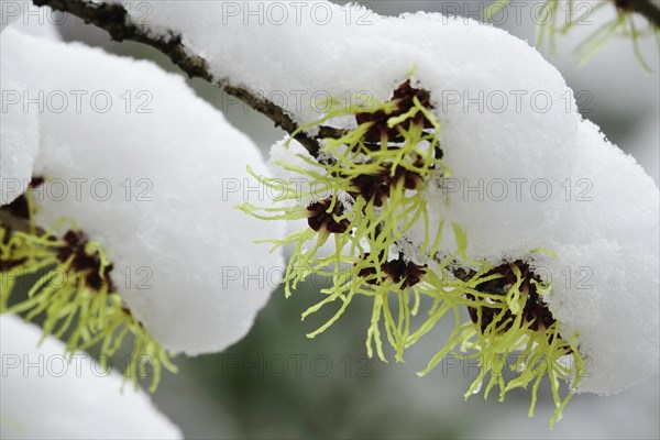 Witch-hazel