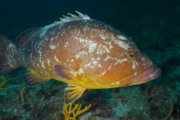 Dusky grouper