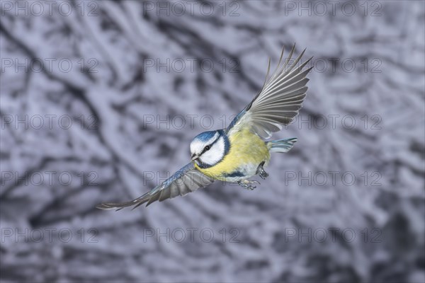 Blue tit