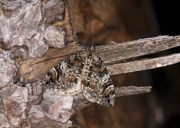 Common marbled carpet