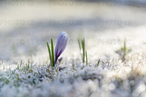 Spring crocus