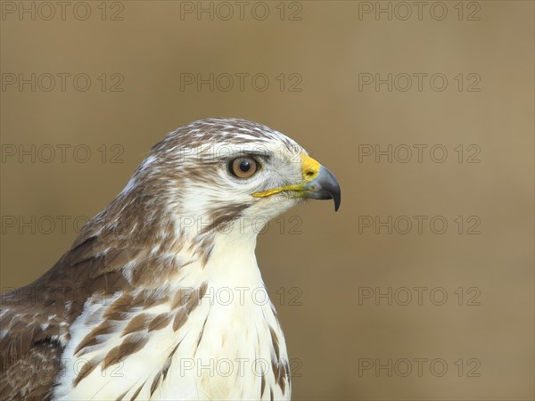 Common steppe buzzard