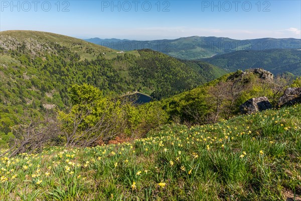 Daffodils on the peaks of the Vosges above the Val Muestair in spring. Alsace