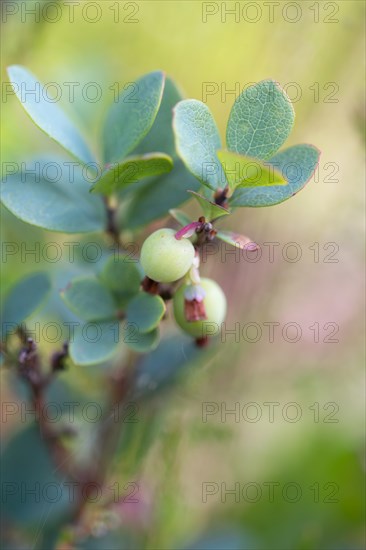 Bog bilberry