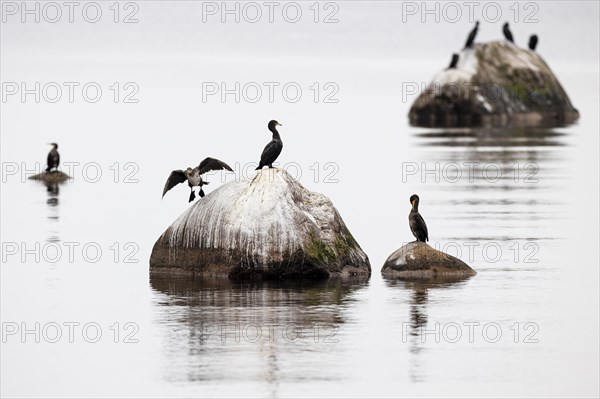 Great cormorant