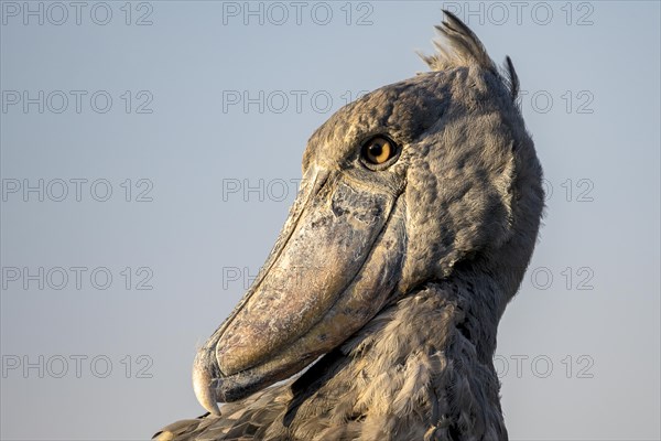 Shoebill