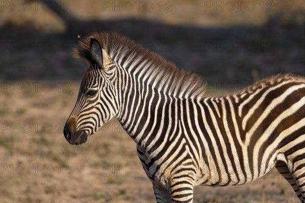 Plains Zebra of the subspecies crawshay's zebra