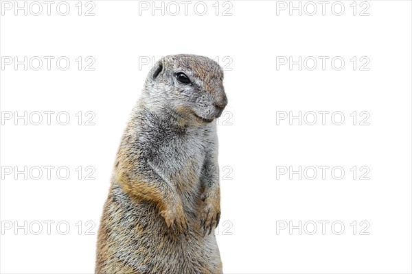 Cape ground squirrel