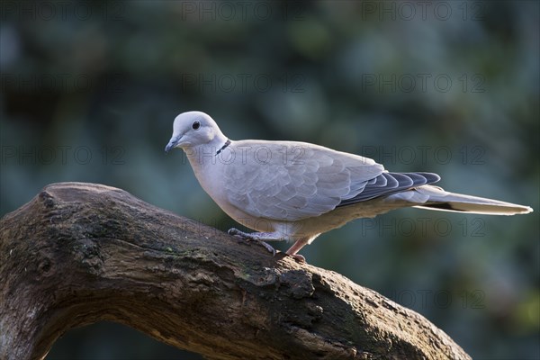 Eurasian Collared Dove