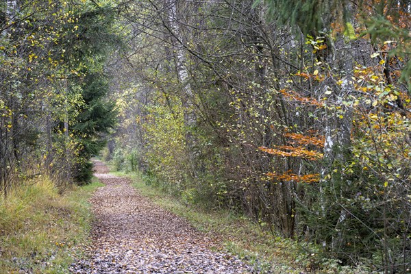 Autumn in the Kendlmuehlfilzen high moor