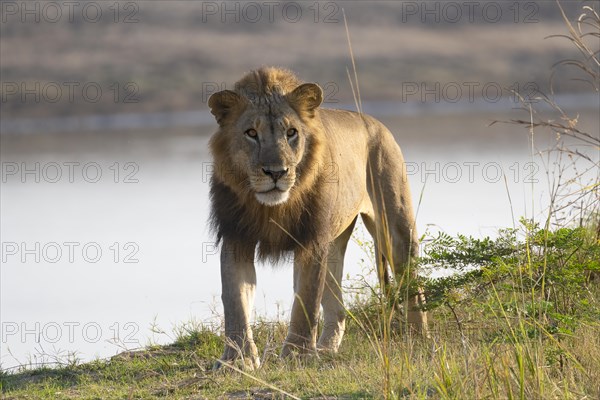 African lion