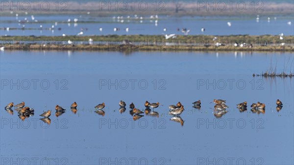 Black-tailed Godwit