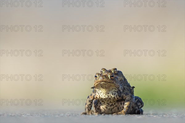 Female common toad