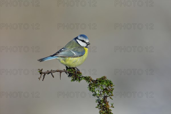 Blue tit