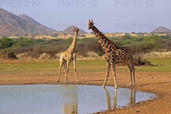 Southern giraffe