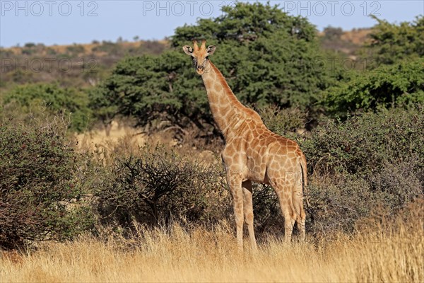 Southern giraffe