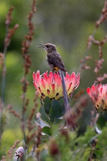 Cape sugarbird