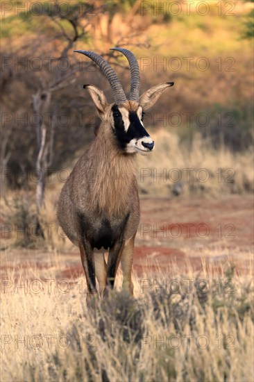 Roan antelope