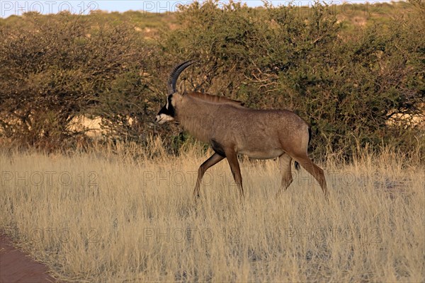 Roan antelope