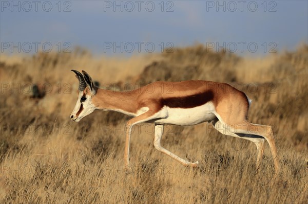 Springbok