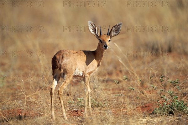 Steenbok