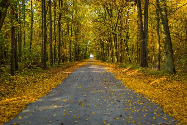 Beautifully lit autumn road with lots of leaves through the forest in Moravia