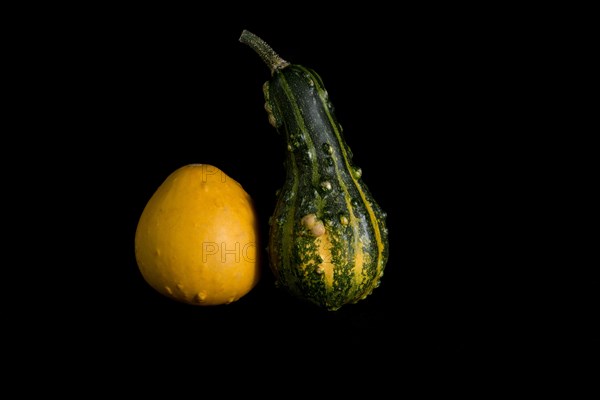 Colorful pumpkin on a black background. In studio