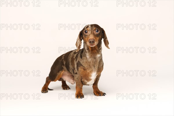 Miniature rabbit dachshund