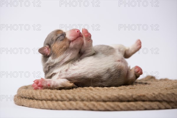 Ten days old excellent puppies of the Welsh Corgi Pembroke