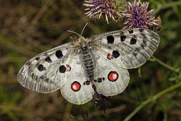 Apollo butterfly with open wings sitting on purple flower from behind