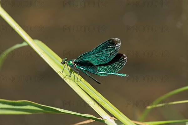 Blue-winged Damselfly Male with open wings sitting on green stalk seen from behind diagonally left