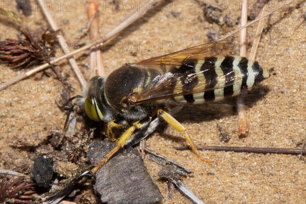 Beaked gyro wasp sitting on sandy ground left sighted