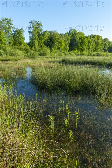 Moorland landscape