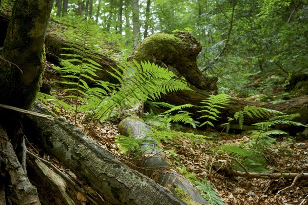 Ferns in a mountain forest. Slovenia