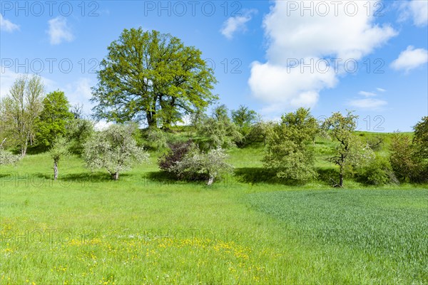 Cultural landscape