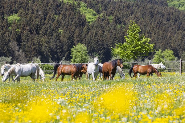 Horse paddock