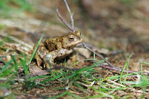 Common toad