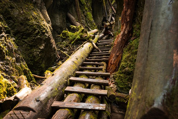 Wooden ladders over the stream in the gorges of the Slovak Paradise. Slovakia