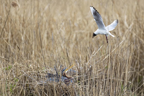 Purple heron