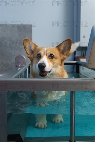 Dog rehabilitation on a water treadmill. animal health