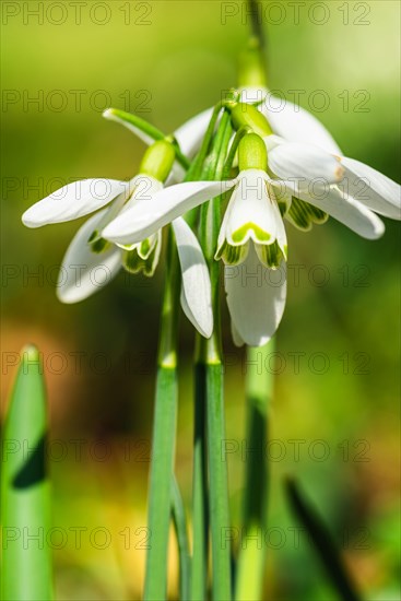 Snowdrop